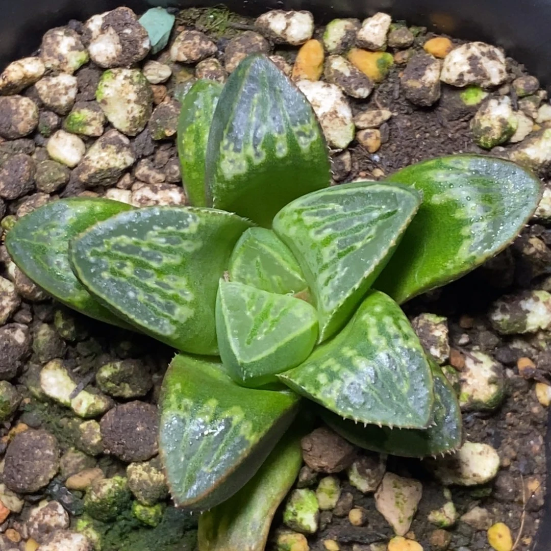 福利实生寿一物一拍