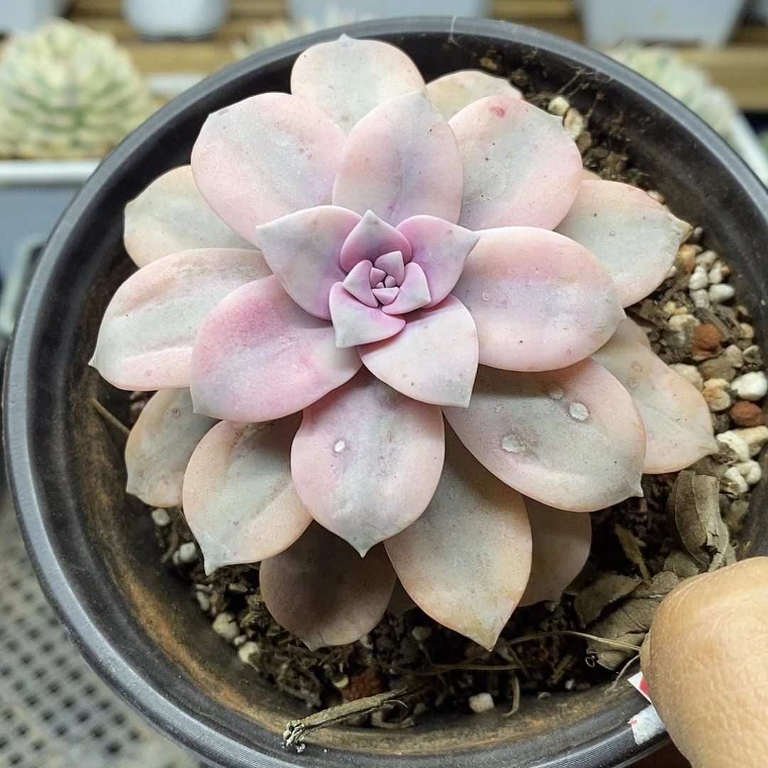 25127 华丽风车覆轮锦