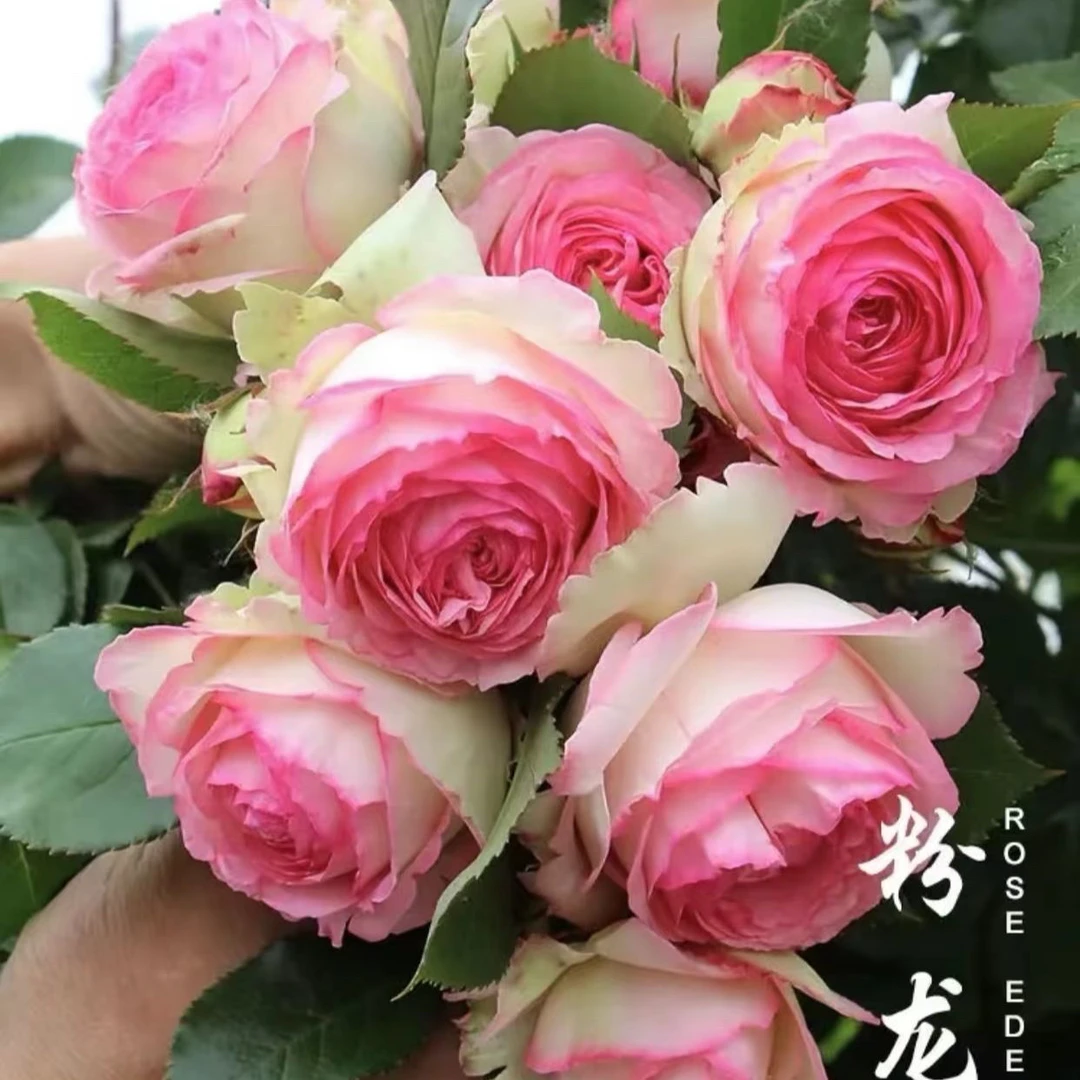 【粉龙】大花月季棒棒糖造型耐寒好养活四季开花垂吊月季花