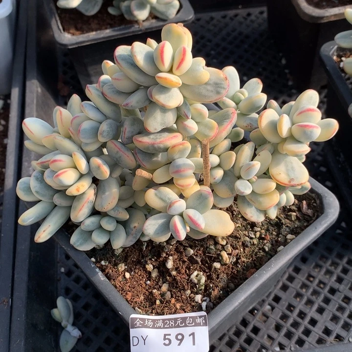 乒乓福娘锦多肉植物