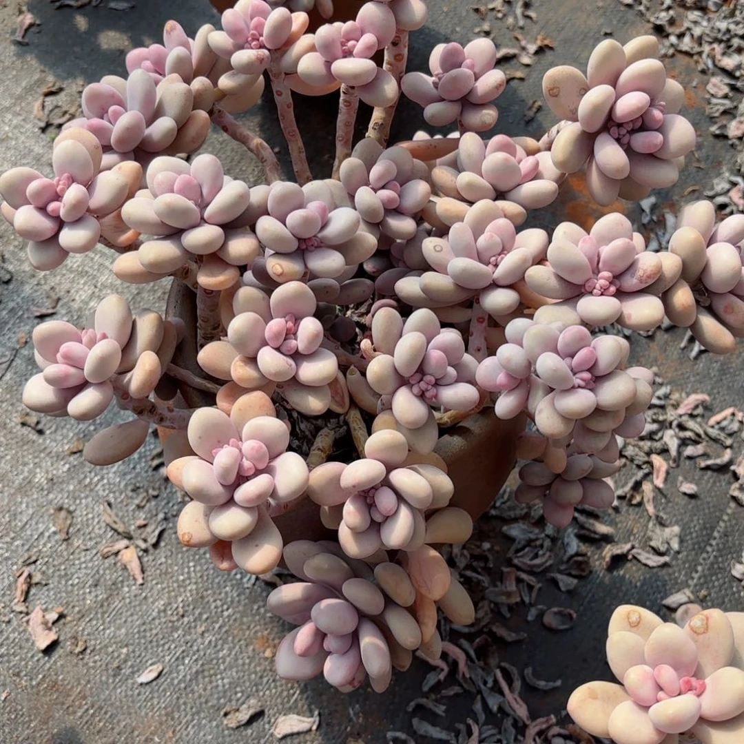 不**之桃蛋2-22。