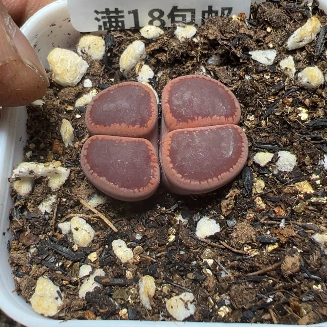 【闪购商品】 033。