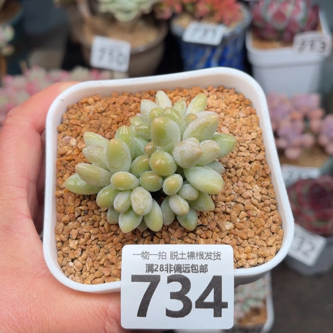 白兰地无盆土发货