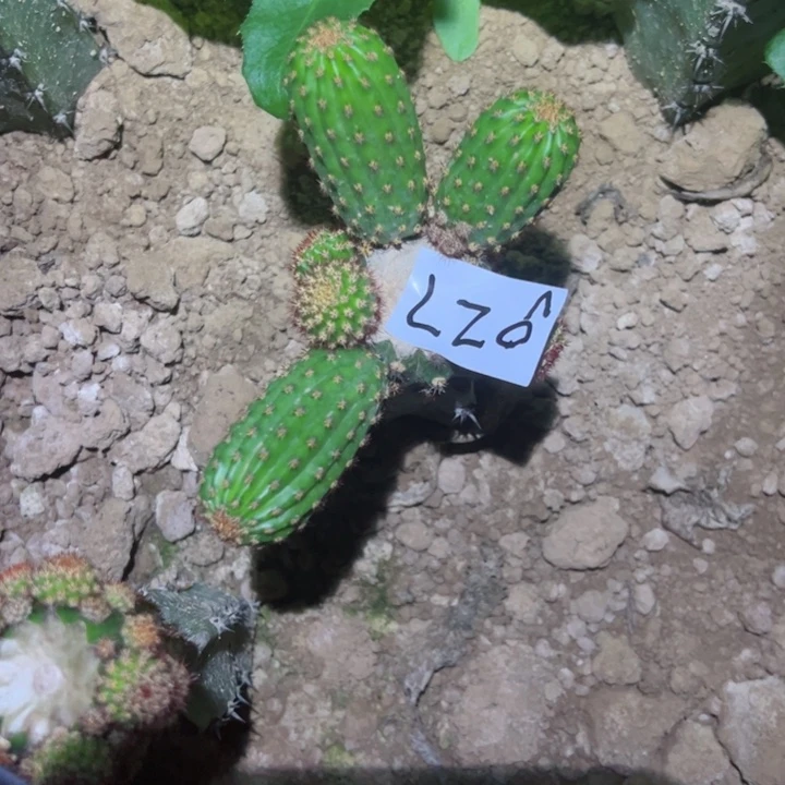 *️****L26袖普嫁接N26号30