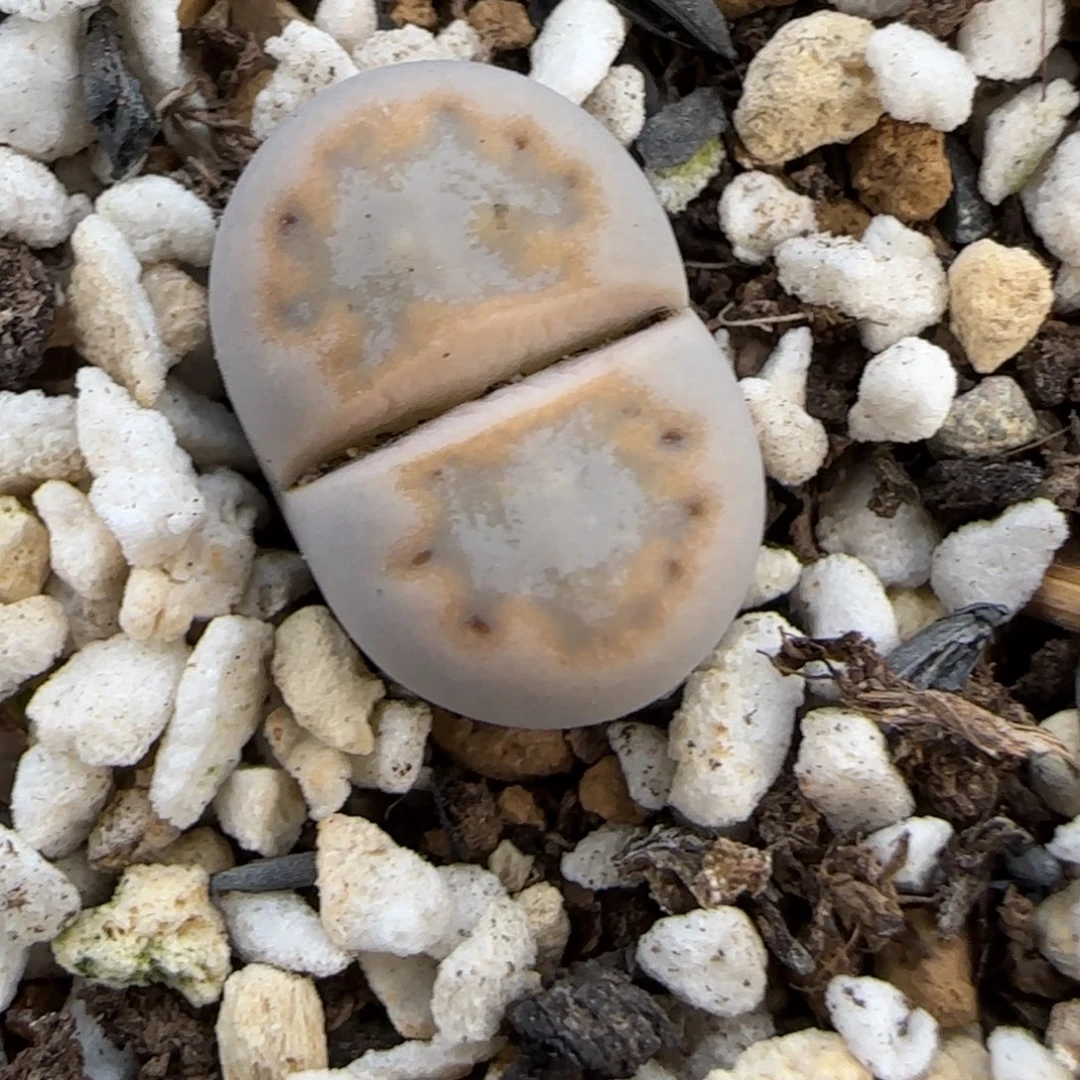 12.19.c216饼干.9051无人福利