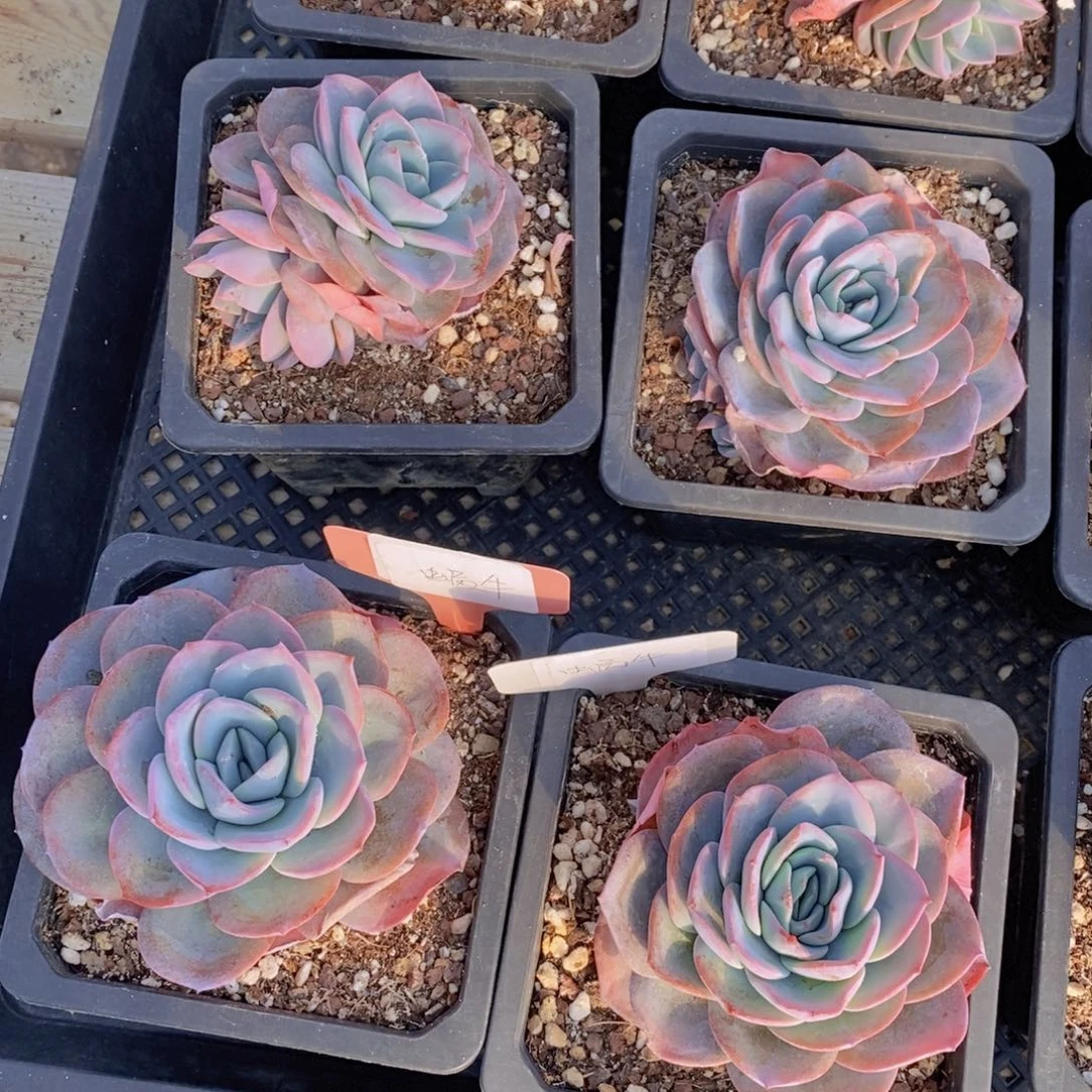 多肉植物11111112