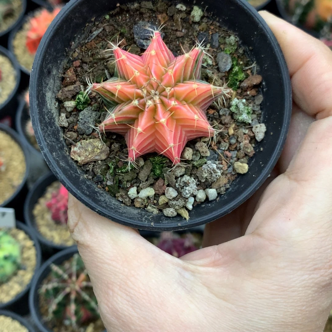 仙人球米哈牡丹锦14