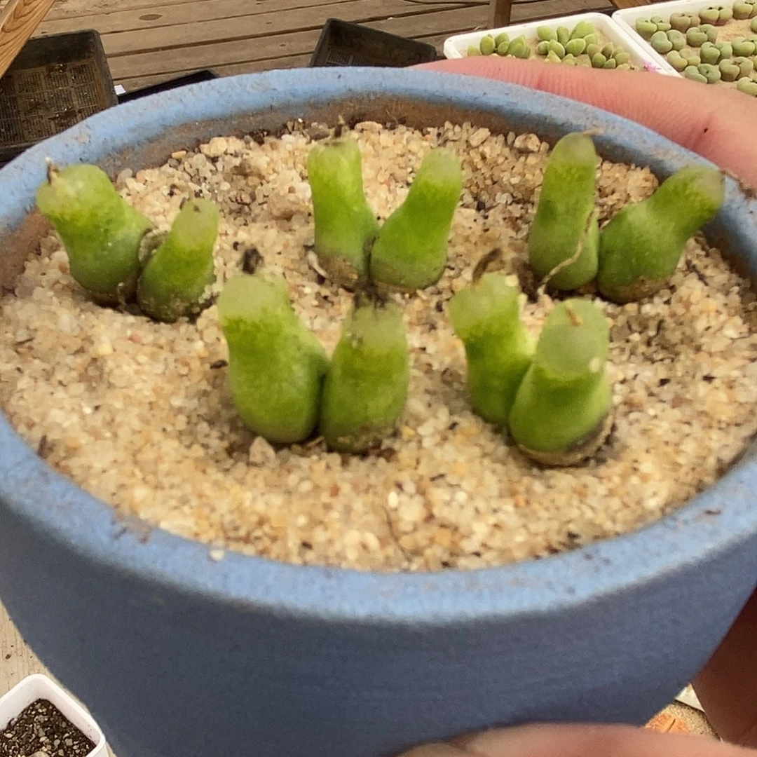 26114双头小葫芦一颗。