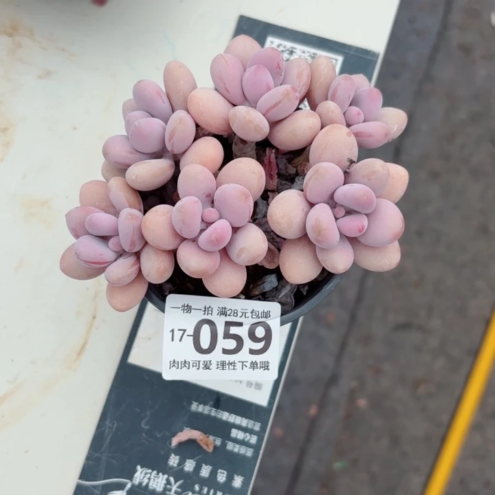 桃蛋无盆土发货多肉多