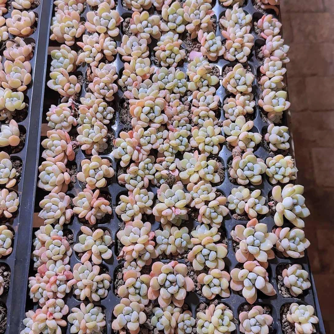 直播一物一拍多肉166