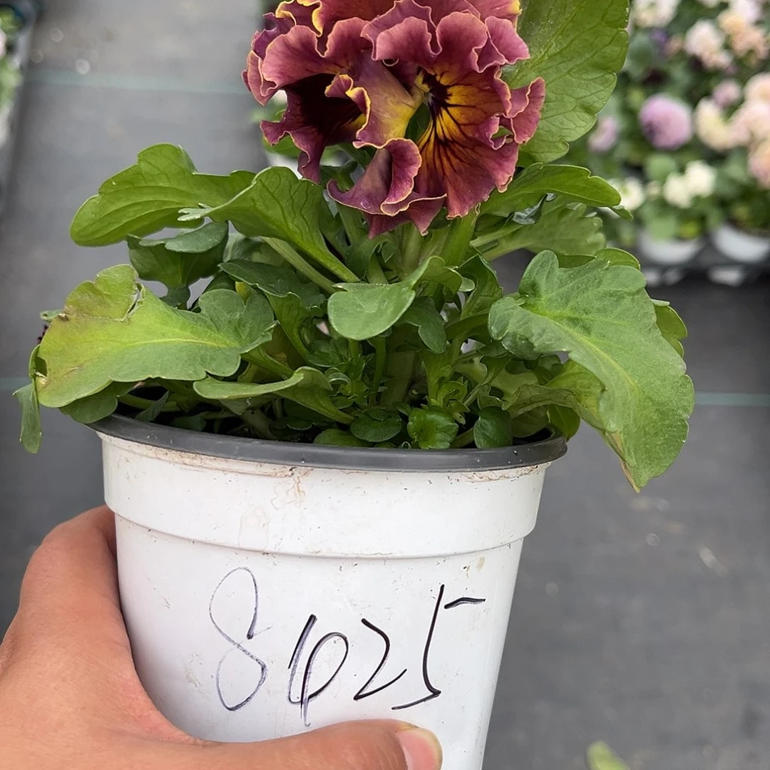 大部分花苞少量开放8425