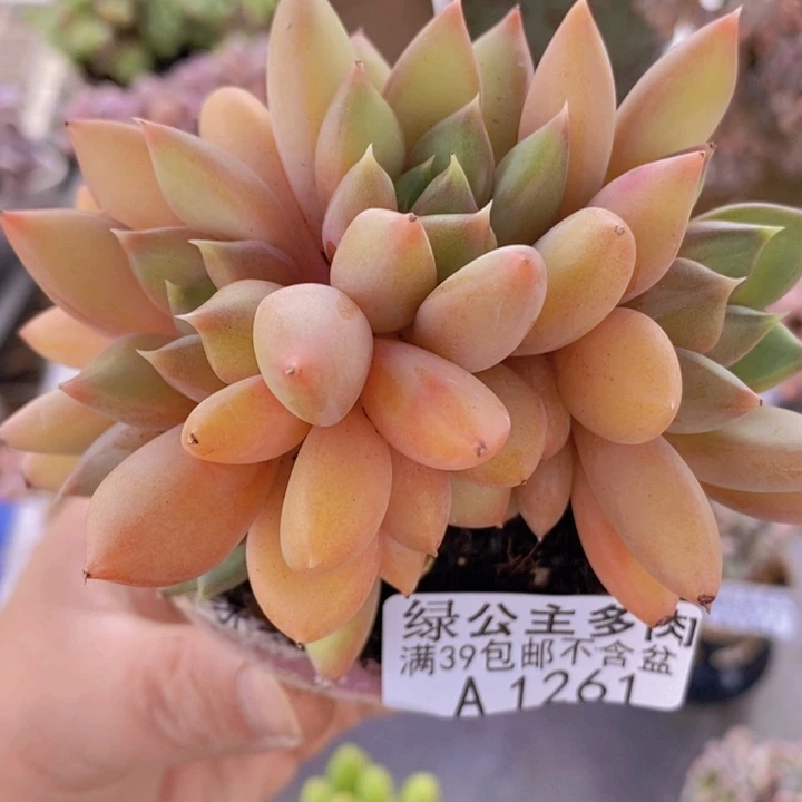 红象牙8cm1261多肉植物
