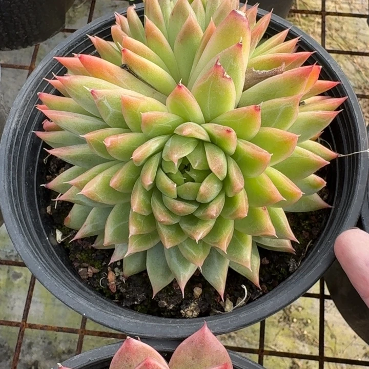 不知名多肉植物绿植