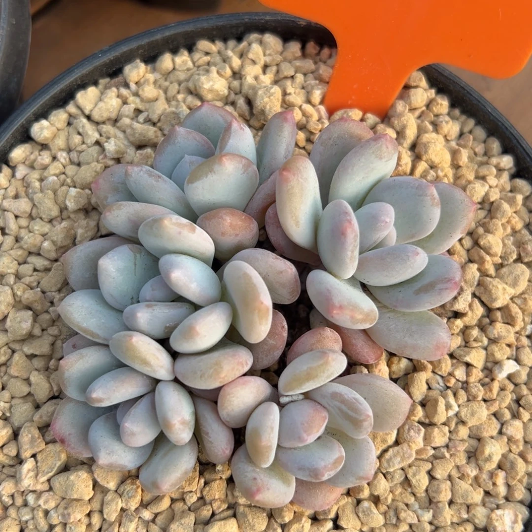 米雪11111111111111