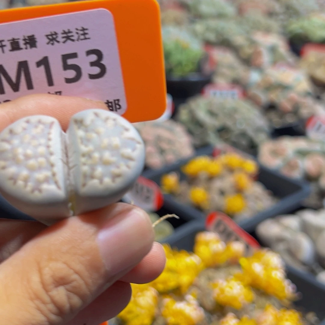 153 一物一拍，默认有伤，介意勿拍，不退不换