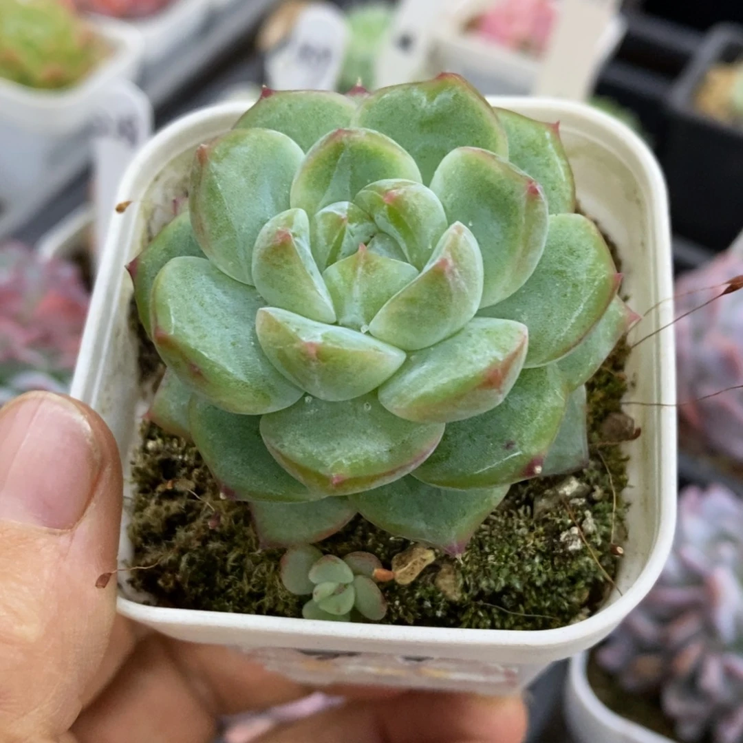 精品多肉一物一拍不包整223
