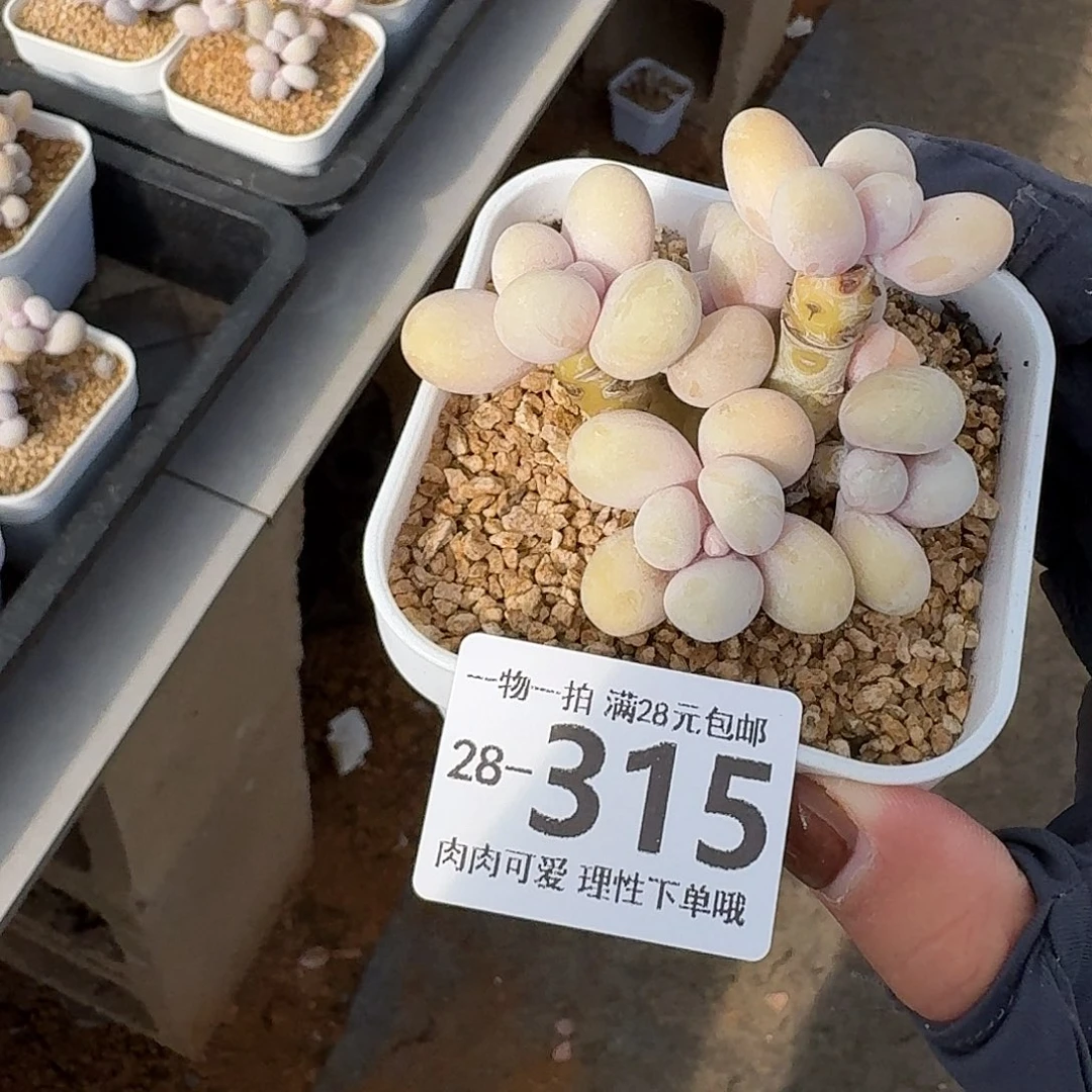 蛋黄奶多肉无盆土发货