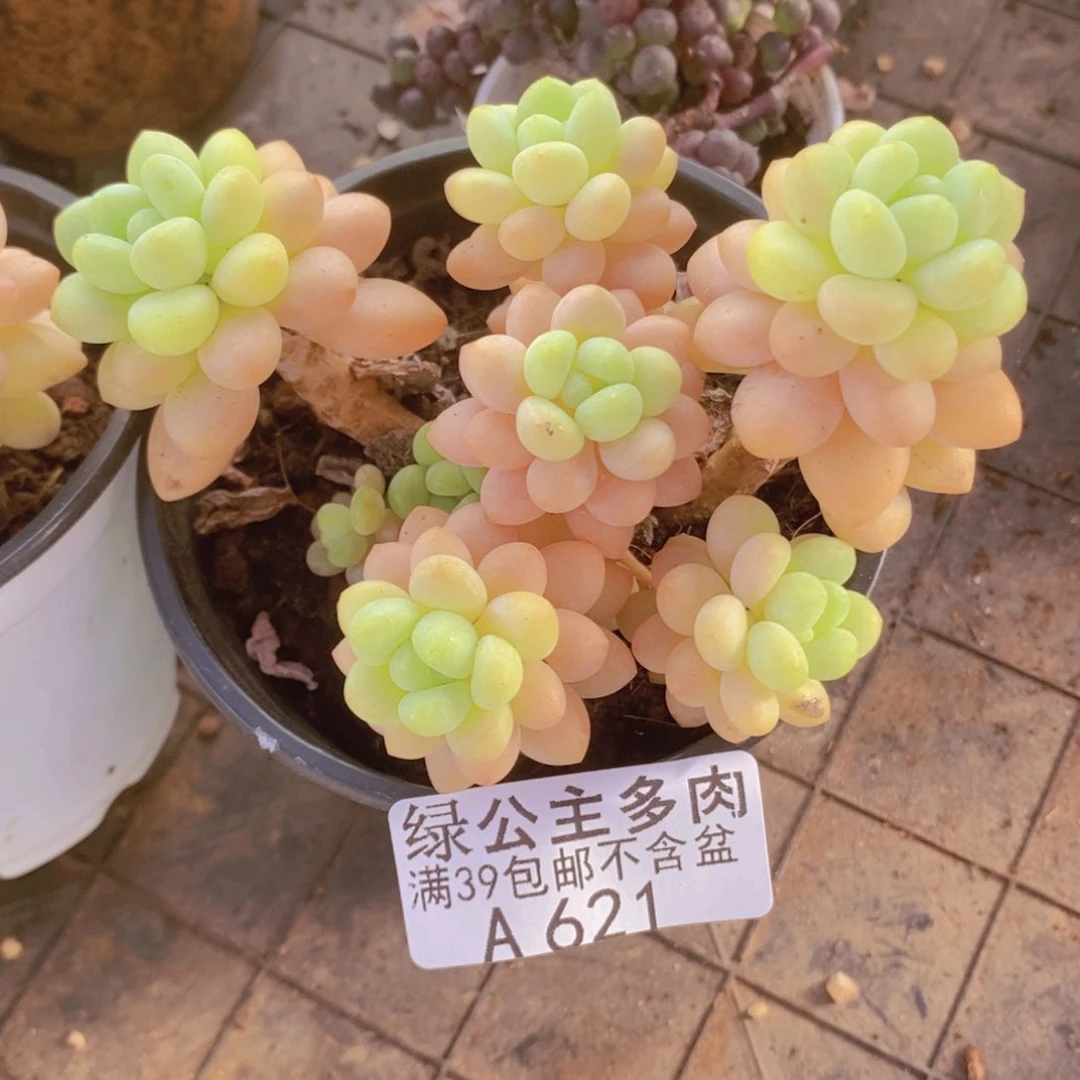 洛可可8cm621多肉植物