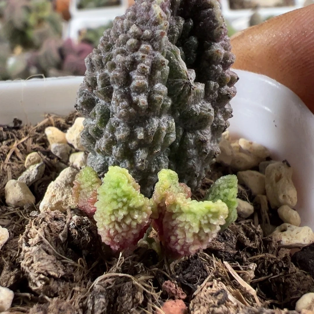 岩石纹路新品多肉植物