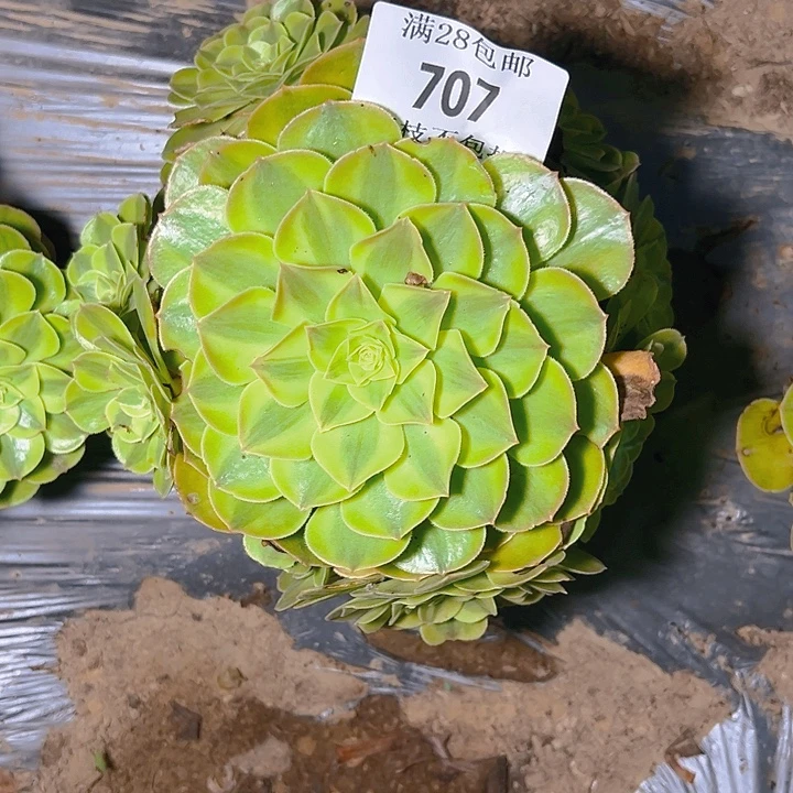 707雨呵多肉植物保护