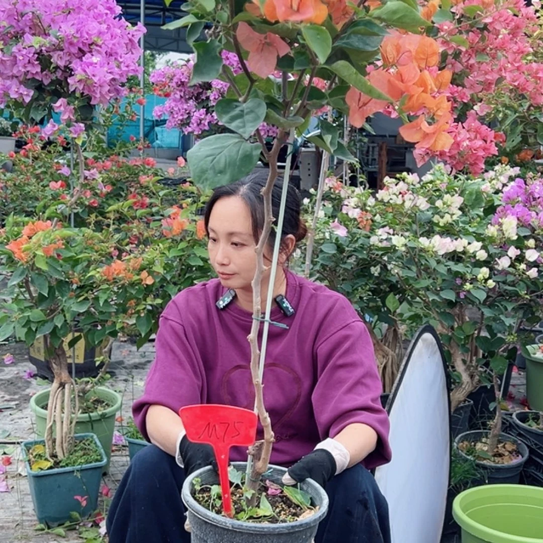 f***m大部分花苞少量开放M75阿达娜