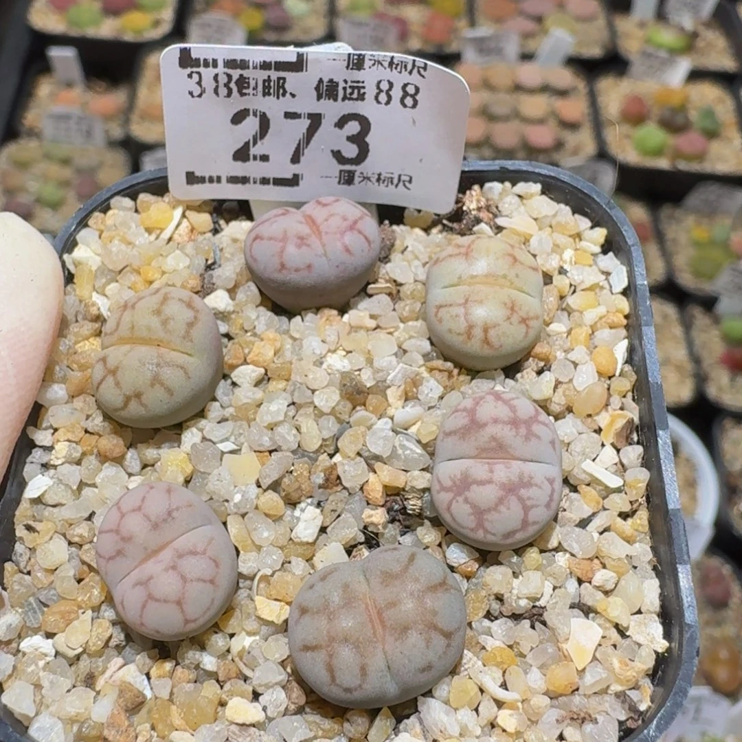 Ssss精品生石花273女娲石