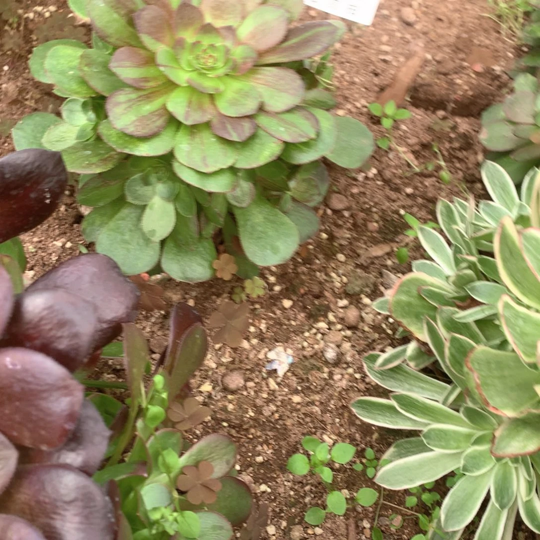 多肉植物花月夜180