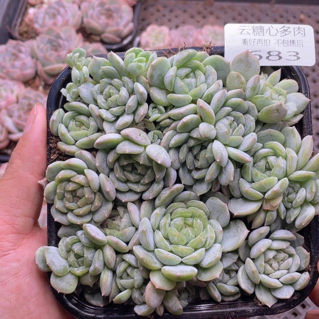 云糖心多肉植物683