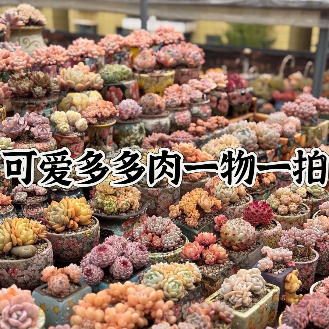 可爱多多肉一物一拍链接