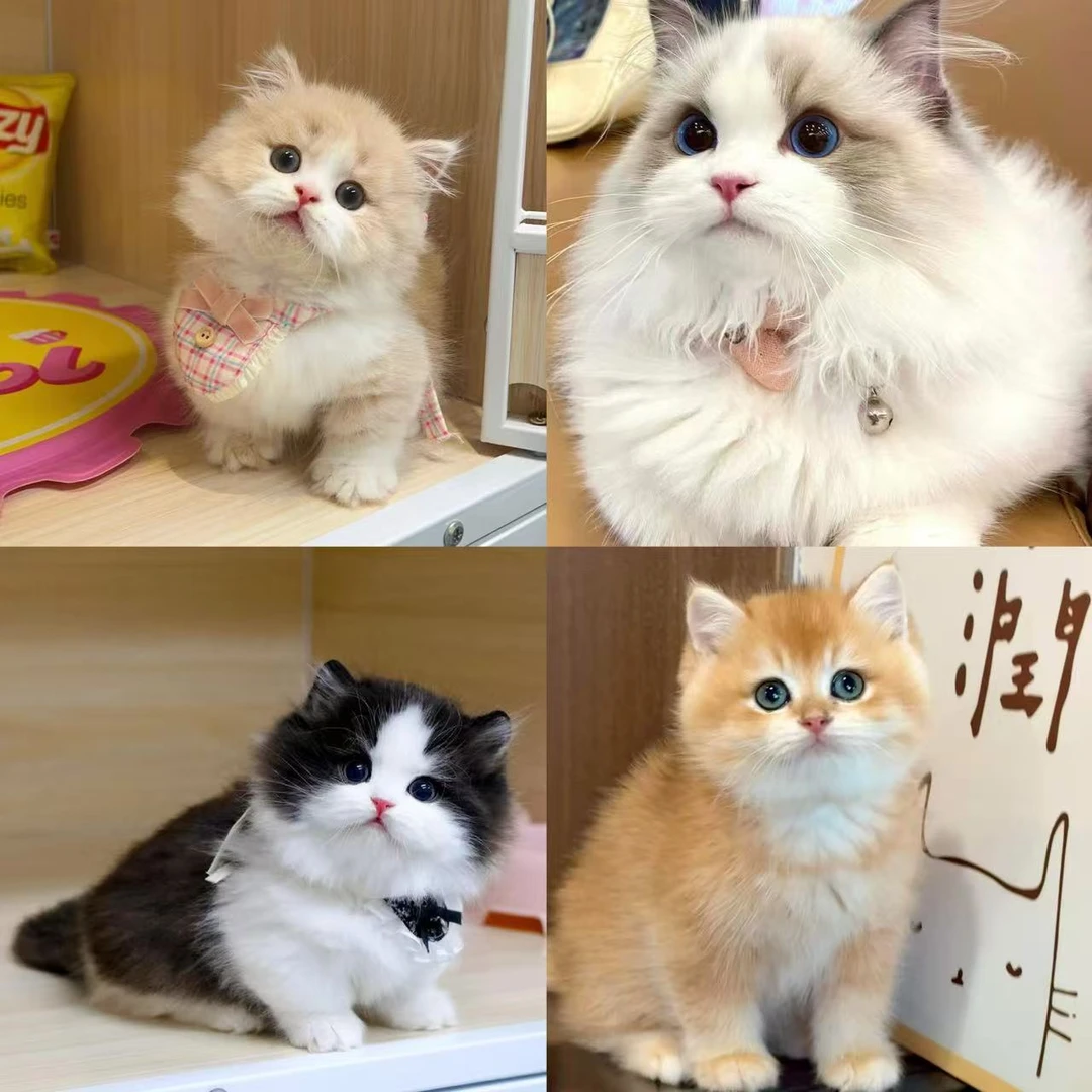 宠物猫咪活体宠物猫咪纯种健康Ⅱ