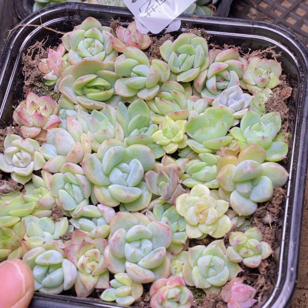 多肉植物多肉植物418