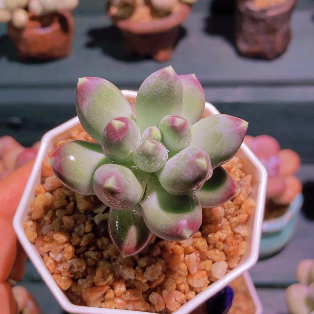 星空美人一物一拍