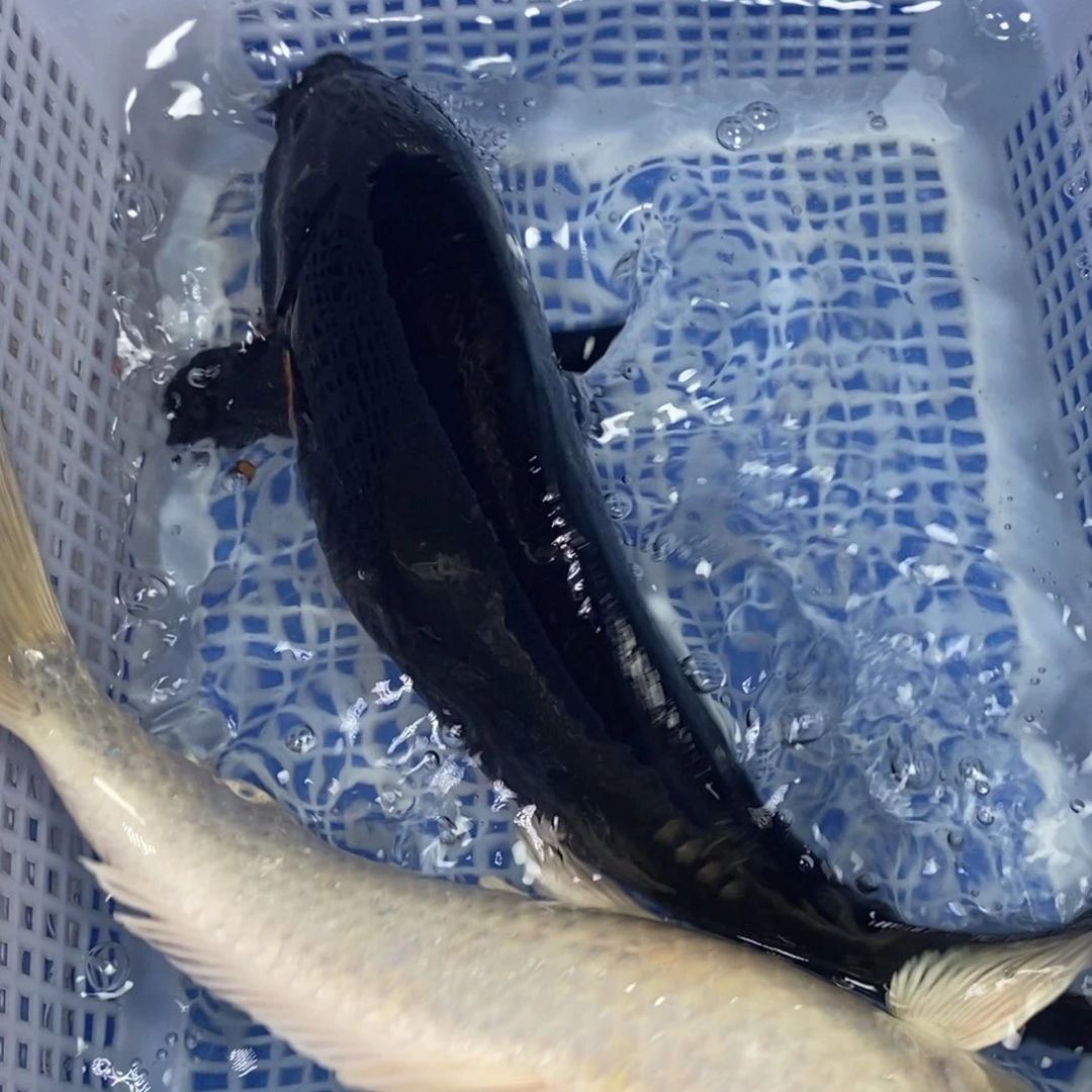 锦鲤冷水锦鲤包邮