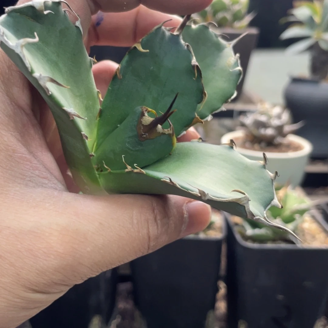 野二頂牙13000000000000000