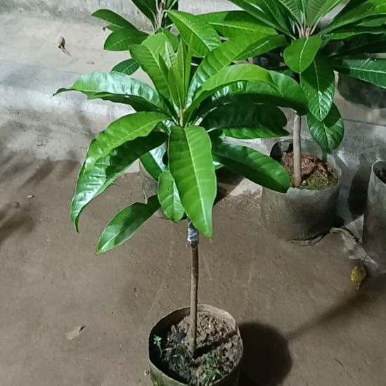 耀堂仙桃一物一拍原盆原土发货