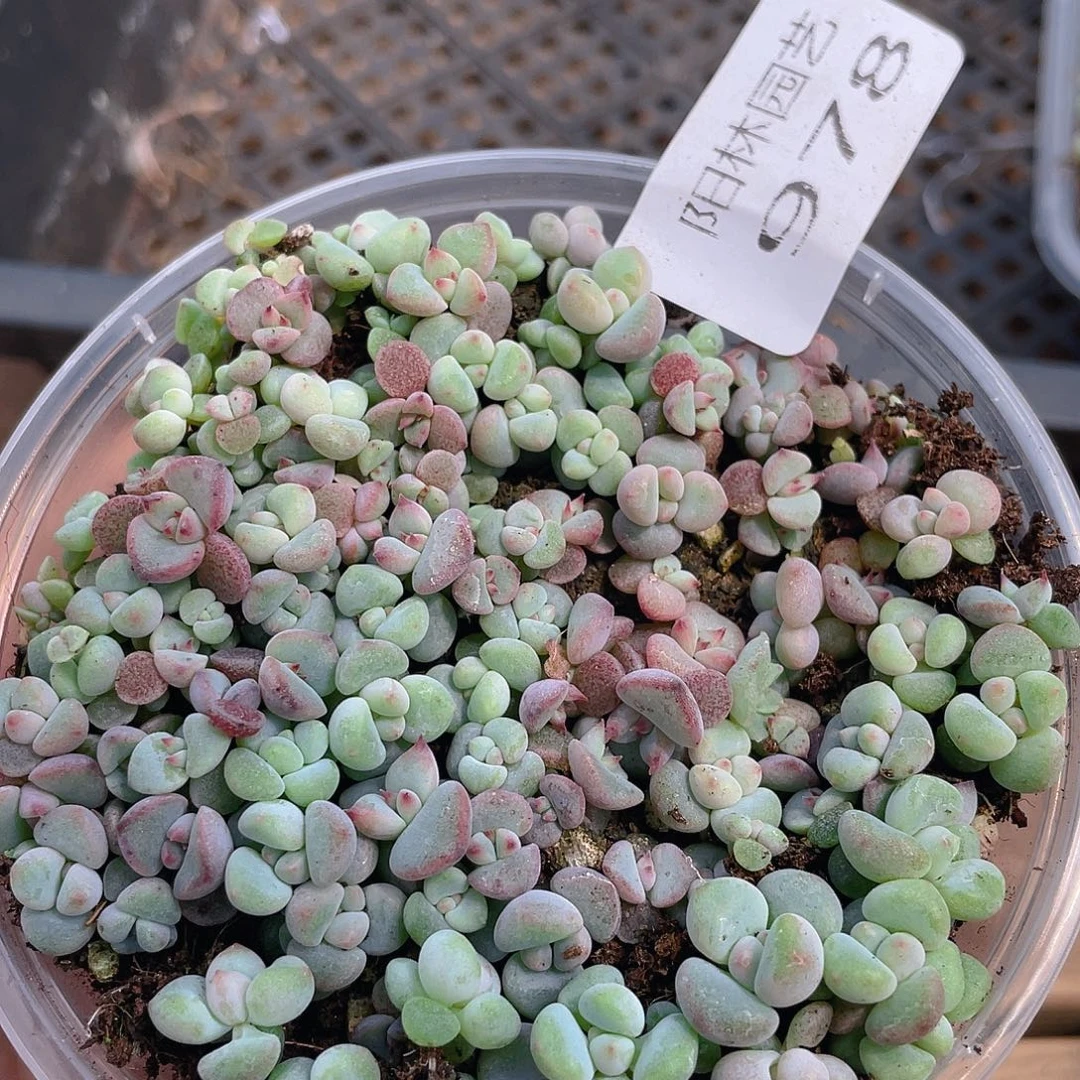 多肉植物多肉植物978