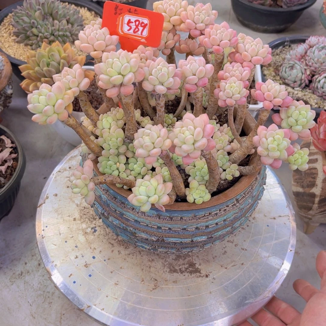 舟**邹鱼子酱589多肉植物