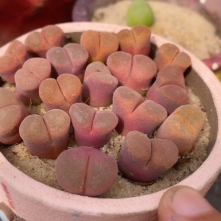 粉蛋糕风铃一颗