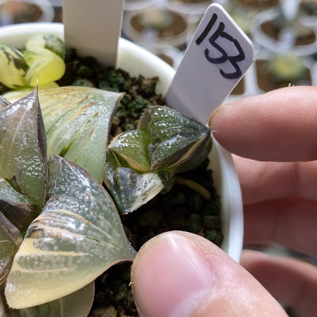 小****153侧芽哈哈哈哈哈哈哈哈