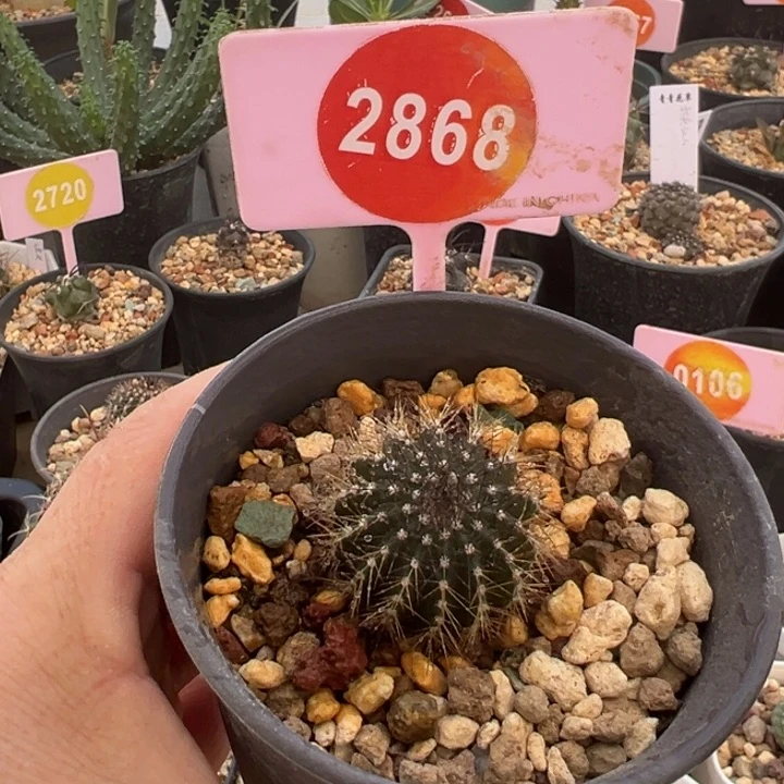 实生尤伯球一棵2.8Cm2868