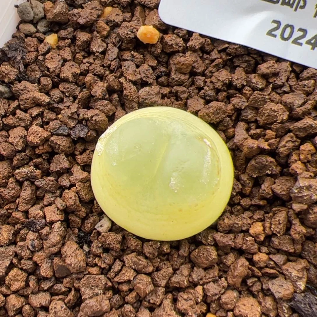 0548号拉登 多肉植物