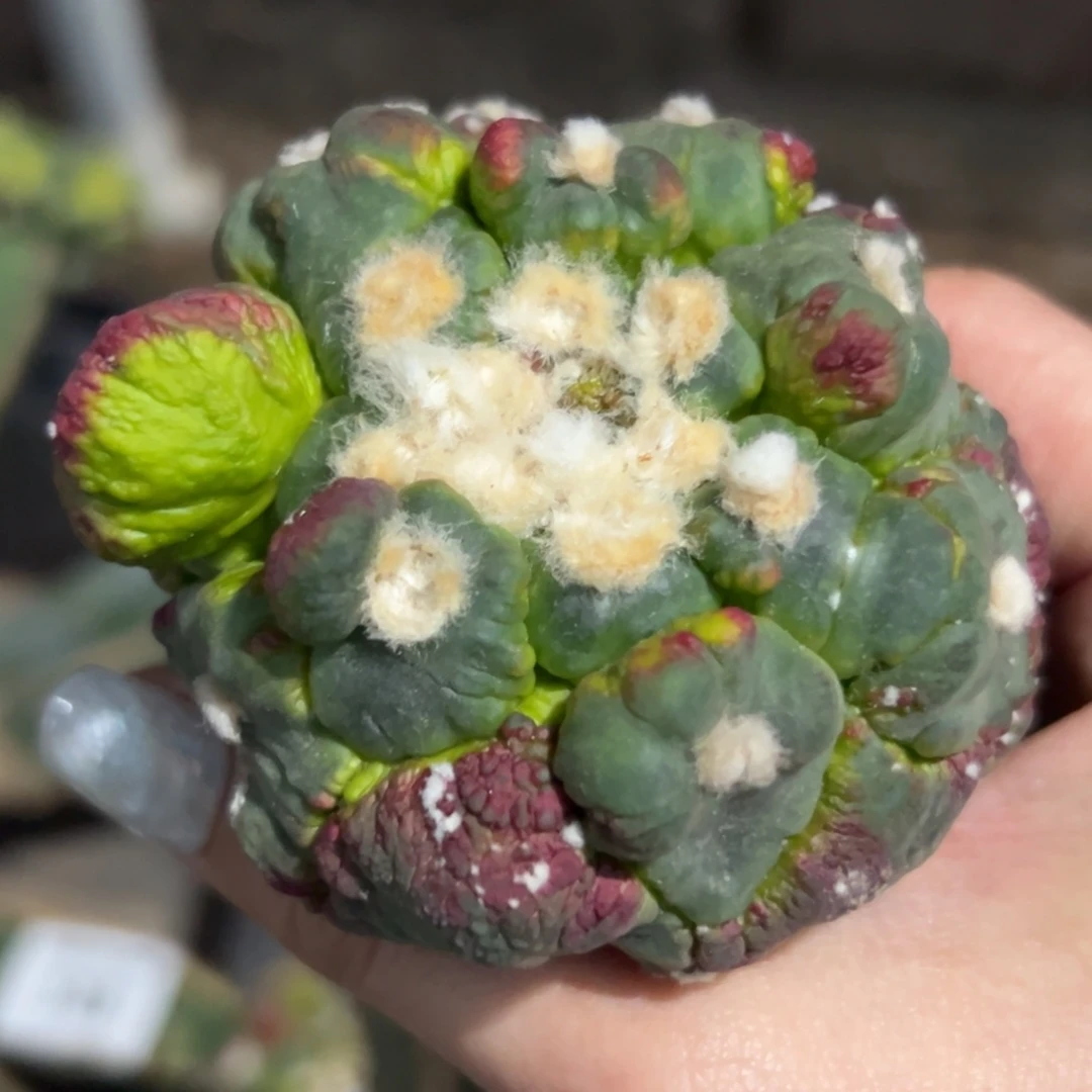 146 仙人球钱我给你打