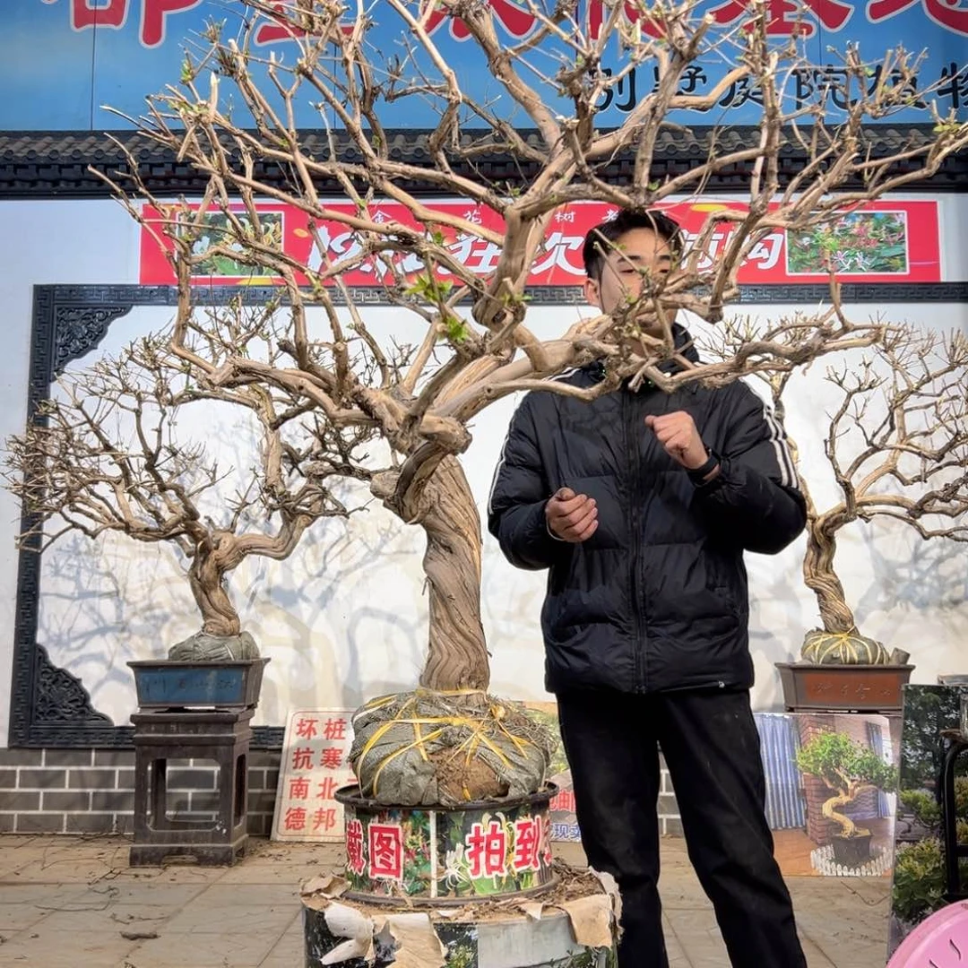 无花朵金银花开花55566555