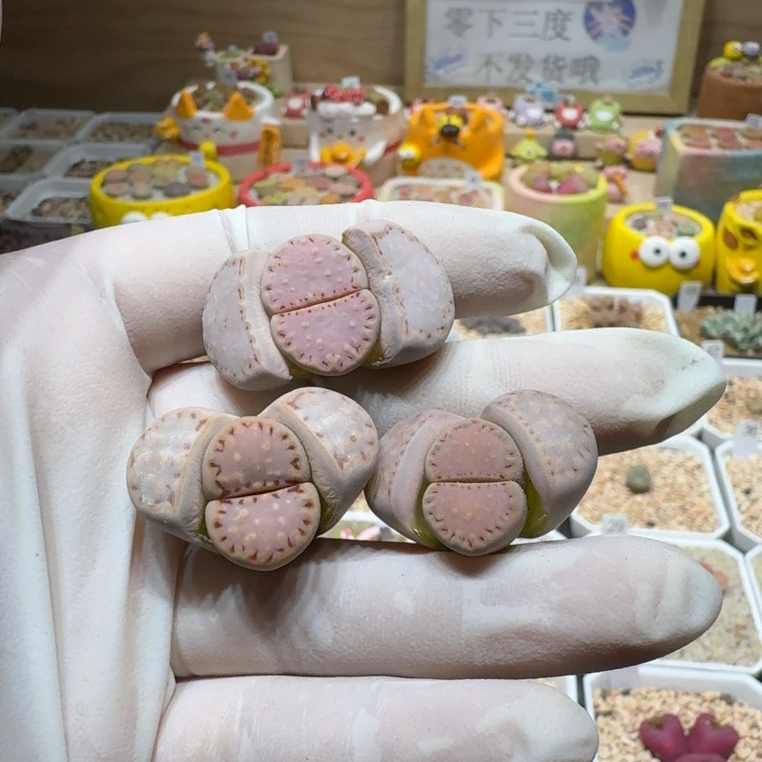 1**10204-49粉171生石花