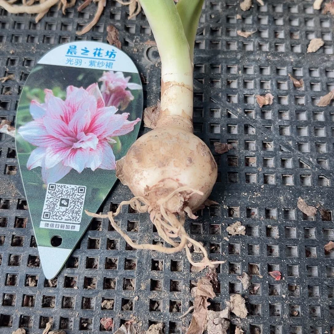 完全开放朱顶红紫纱裙2.8厘米，包对版不包后期养护。