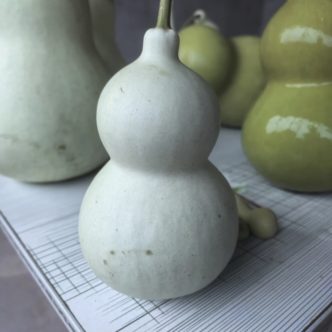 云南新鲜绿宝石葫芦中式绿植好养护花期长可作桌摆装饰