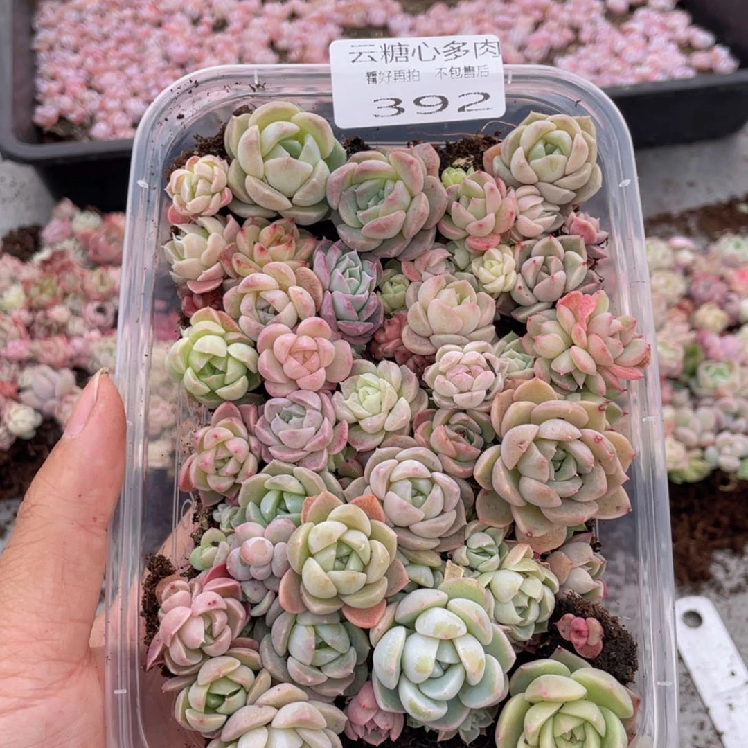 云糖心多肉植物392