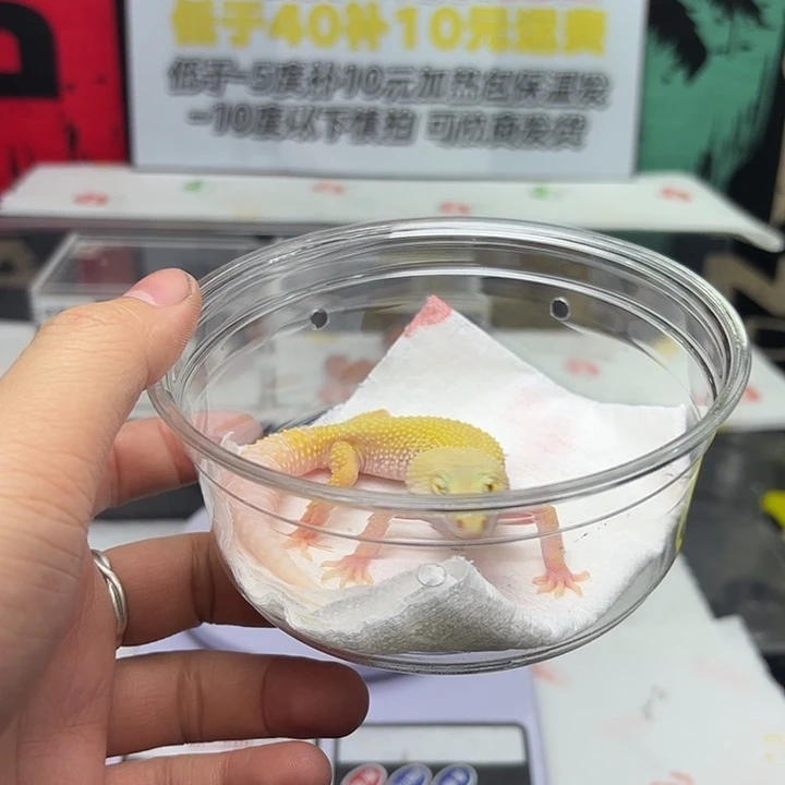 豹纹守宫清白化妹妹V143