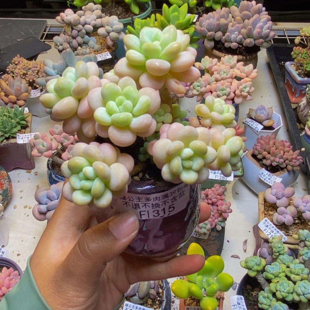 315洛可可多肉7cm