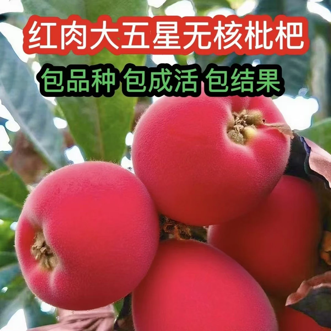 正品无籽红皮红肉枇杷苗嫁接大五星枇杷四季盆栽当年结果带土发